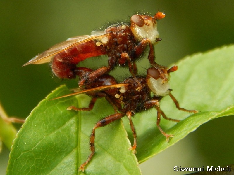 Conopidae:  Myopa sp.